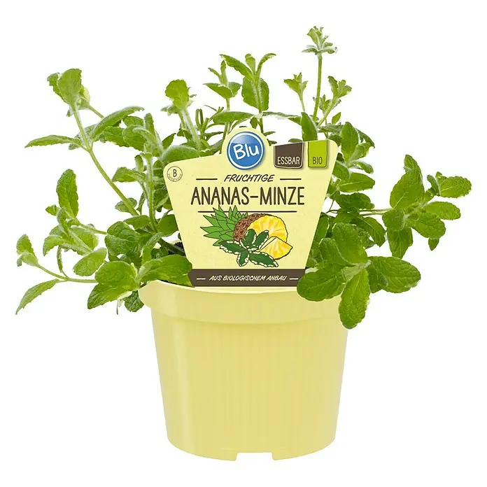 Blu Bio Ananasminze - Mentha suaveolens variegata - Vorderansicht