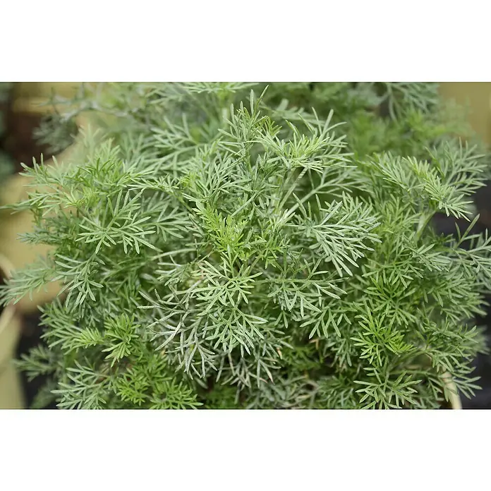Blu Bio Colakraut - Artemisia abrotanum var. maritima - Stimmungsaufnahme