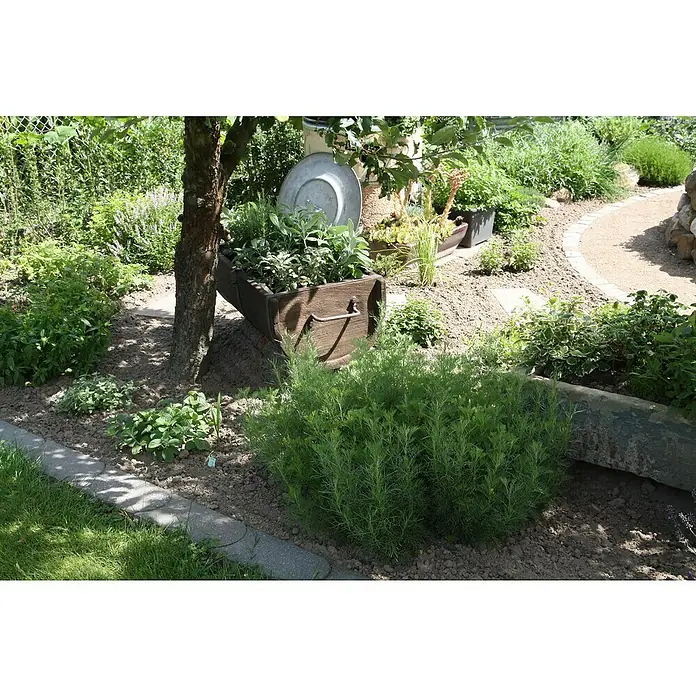 Blu Bio Colakraut - Artemisia abrotanum var. maritima - Stimmungsaufnahme