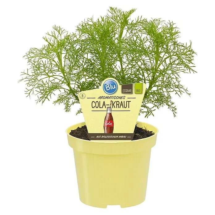 Blu Bio Colakraut - Artemisia abrotanum var. maritima - Vorderansicht