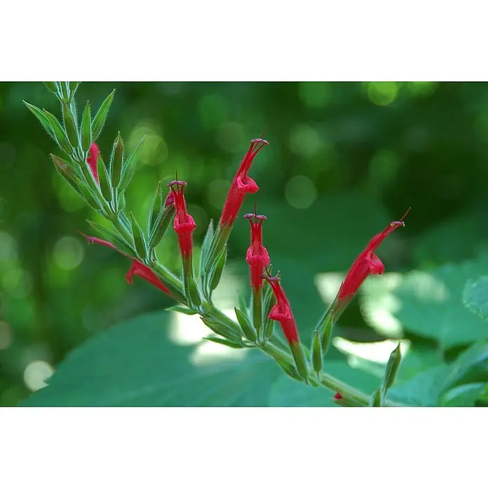 Blu Bio Ananassalbei - Salvia rutilans - Detailaufnahme
