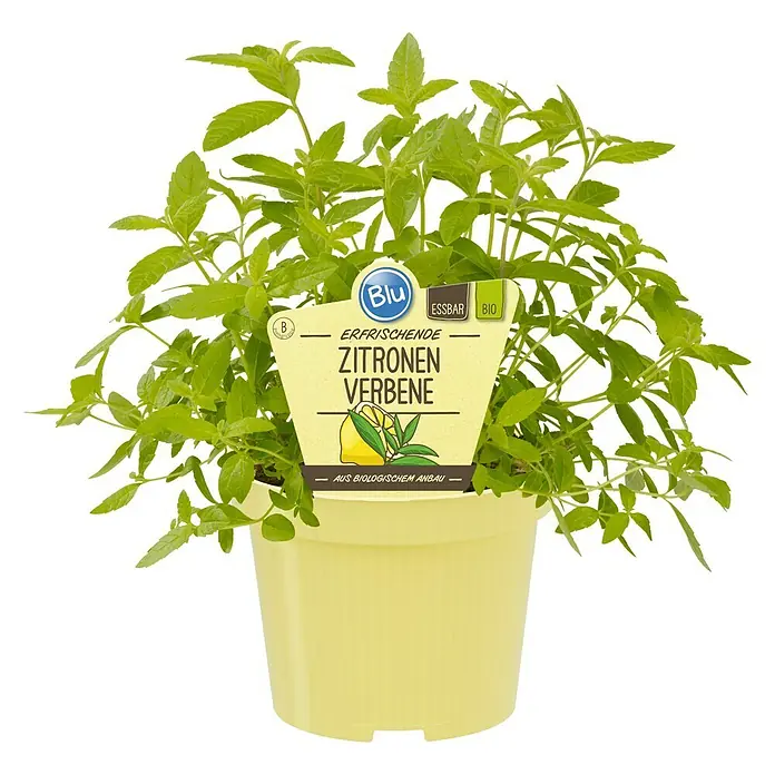 Blu Bio Zitronenverbene - Lippia citriodora - Vorderansicht