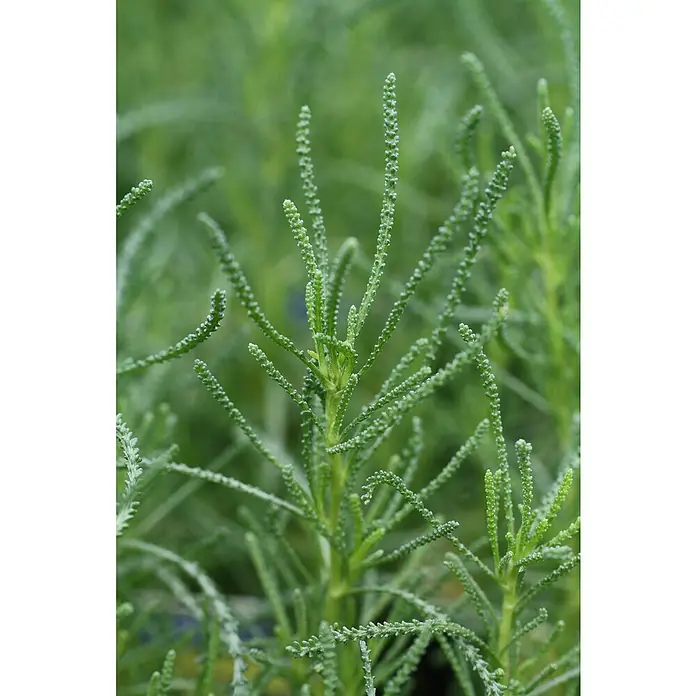 Blu Bio Olivenkraut - Santolina viridis - Stimmungsaufnahme