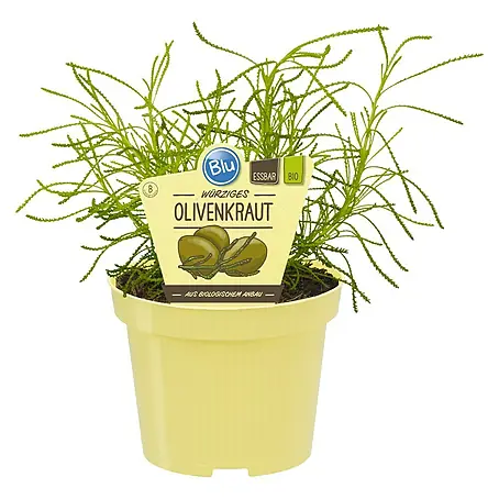 Blu Bio Olivenkraut