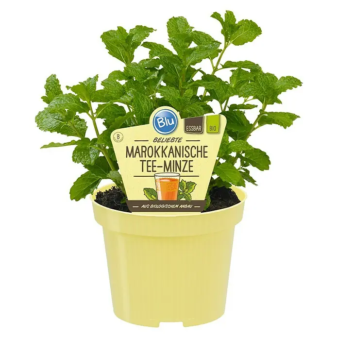 Blu Bio Marokkanische Minze - Mentha spicata Maraocco - Vorderansicht