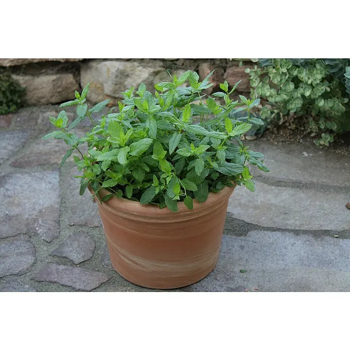 Blu Bio Marokkanische Minze - Mentha spicata Maraocco - Stimmungsaufnahme