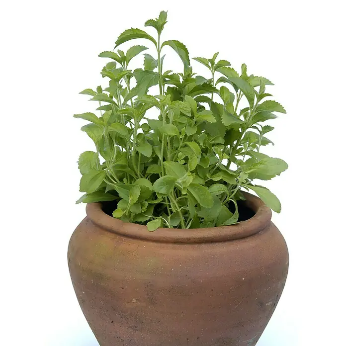 Blu Bio Süßkraut - Stevia rebaudiana - Detailaufnahme