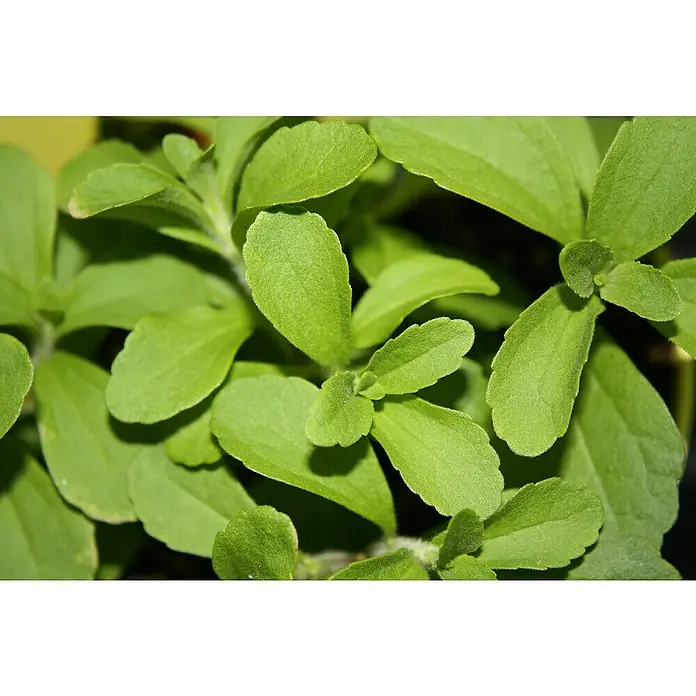 Blu Bio Süßkraut - Stevia rebaudiana - Stimmungsaufnahme