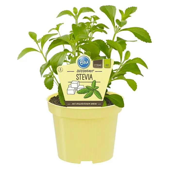 Blu Bio Süßkraut - Stevia rebaudiana - Vorderansicht