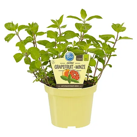 Piardino  Grapefruitminze Bio