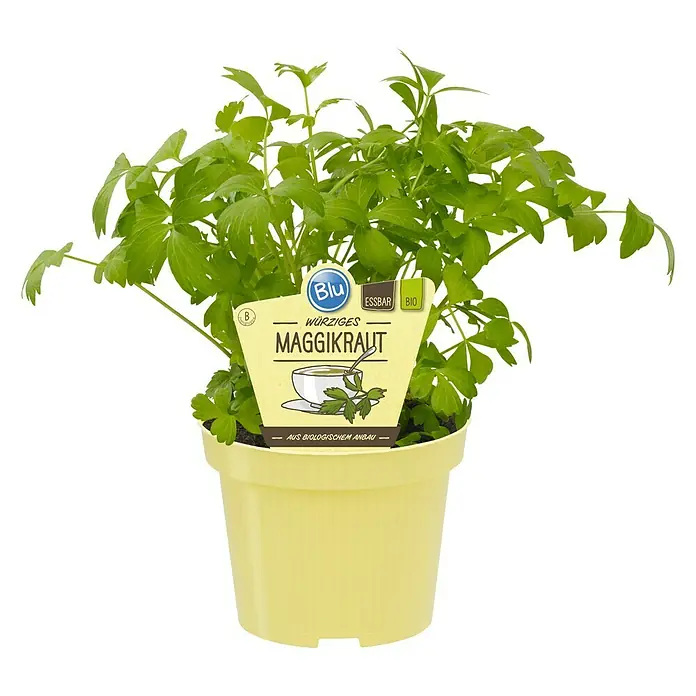 Blu Bio Liebstöckel - Levisticum officinale - Vorderansicht