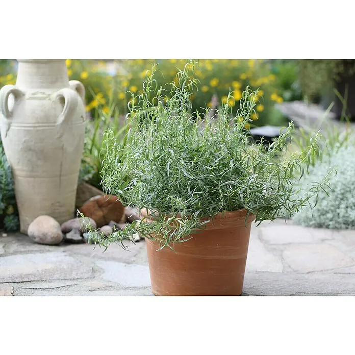 Blu Bio Französischer Estragon - Artemisia dracunculus - Stimmungsaufnahme