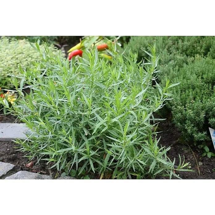 Blu Bio Französischer Estragon - Artemisia dracunculus - Stimmungsaufnahme