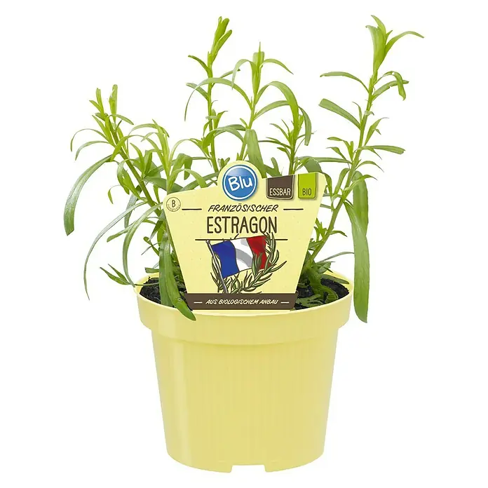 Blu Bio Französischer Estragon - Artemisia dracunculus - Vorderansicht