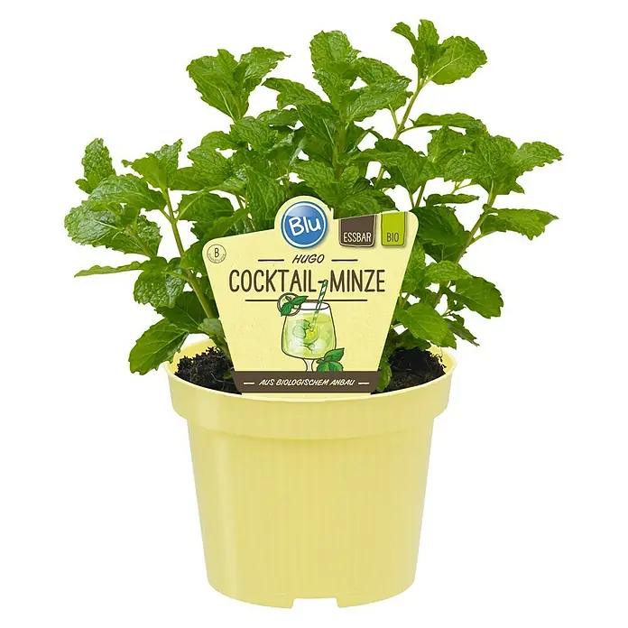 Blu Bio Minze Hugo - Mentha spicata - Vorderansicht