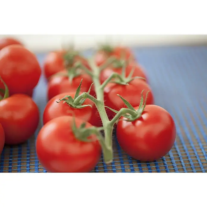 Piardino Bio Fleischtomate - Solanum lycopersicum, 10 cm, Erntezeit: Juli - Oktober - Stimmungsaufnahme