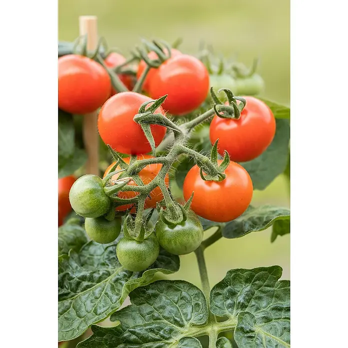 Piardino Bio Fleischtomate - Solanum lycopersicum, 10 cm, Erntezeit: Juli - Oktober - Detailaufnahme