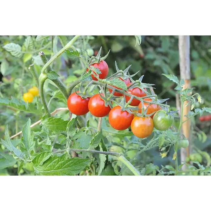 Piardino Bio Fleischtomate - Solanum lycopersicum, 10 cm, Erntezeit: Juli - Oktober - Detailaufnahme