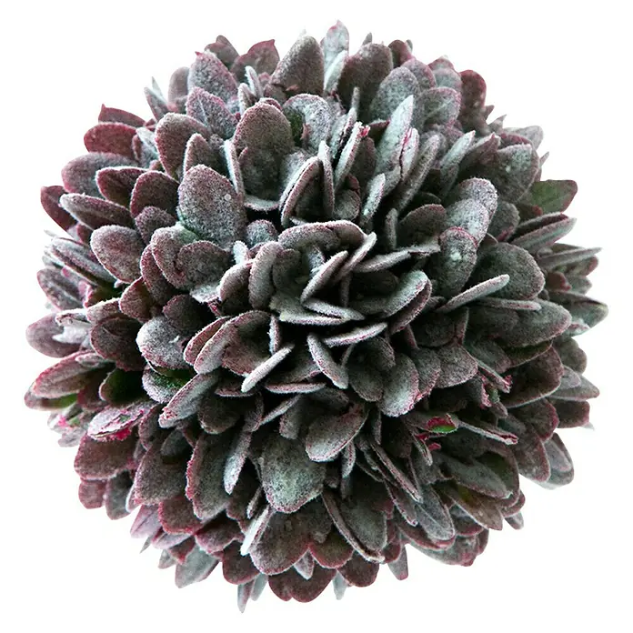 Dekoelement Bux - Lila, Durchmesser: 10 cm - Vorderansicht