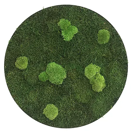 styleGreen  Moosbild
