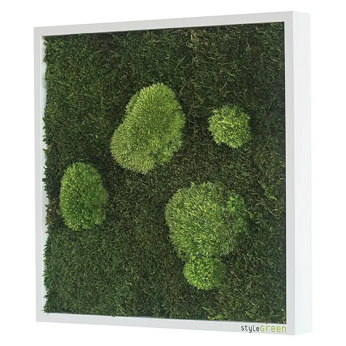 styleGreen Moosbild - 35 x 35 cm - Vorderansicht