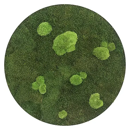 styleGreen  Moosbild