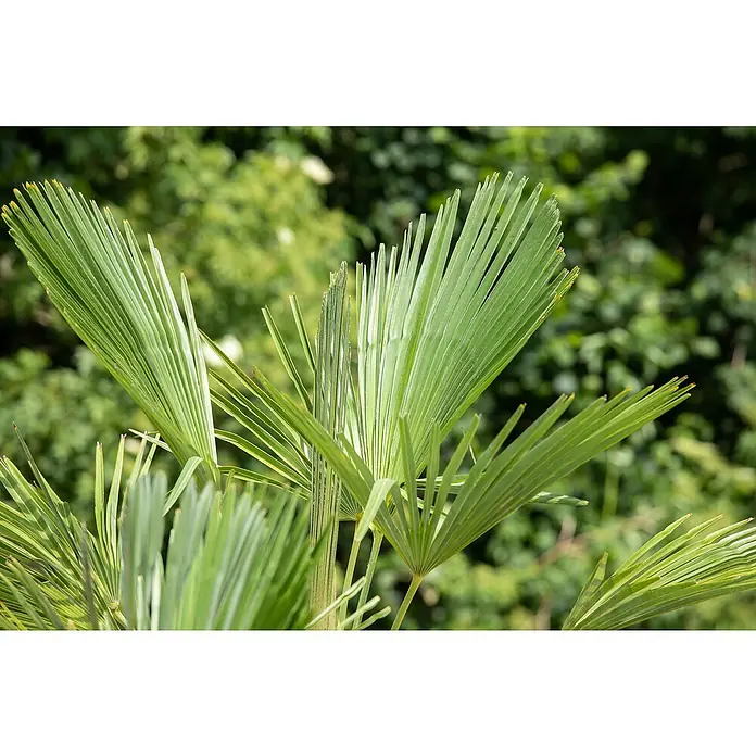 Piardino Hanfpalme - Trachycarpus fortunei, Topfvolumen: 30 l - Detailaufnahme