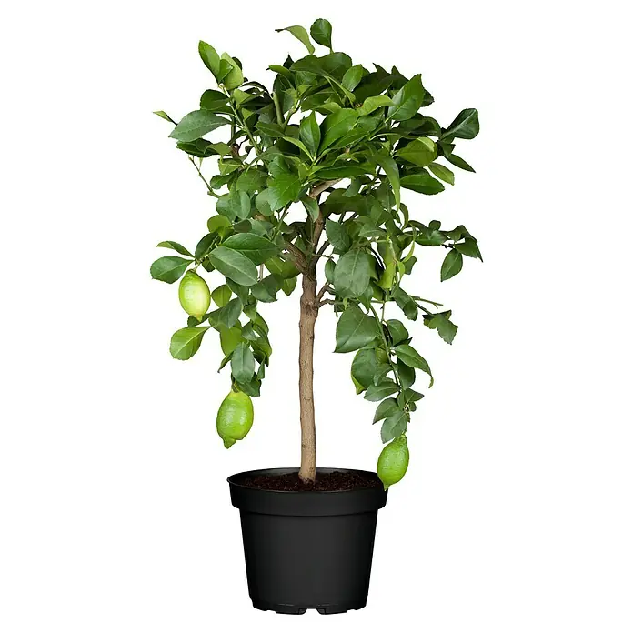 Piardino Zitronenbaum - Citrus limon - Vorderansicht