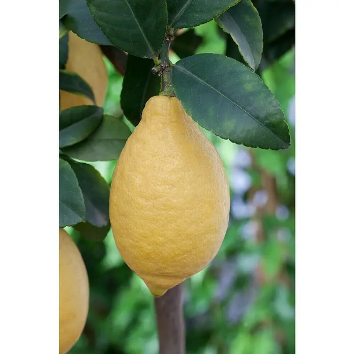 Piardino Zitronenbaum - Citrus limon - Stimmungsaufnahme
