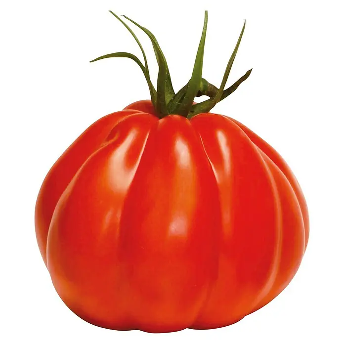 Piardino Bio Tomate im Tontopf - Solanum lycopersicum 'Corazon', 12 cm, Erntezeit: Juli - Oktober - Vorderansicht