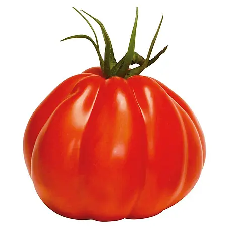 Piardino Bio Tomate im Tontopf
