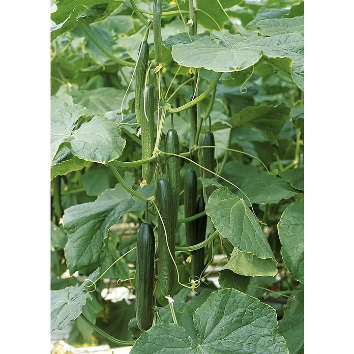 Piardino Bio Gurke im Tontopf - Cucumis sativus 'Kalunga' F1, 12 cm, Erntezeit: August - Oktober - Detailaufnahme