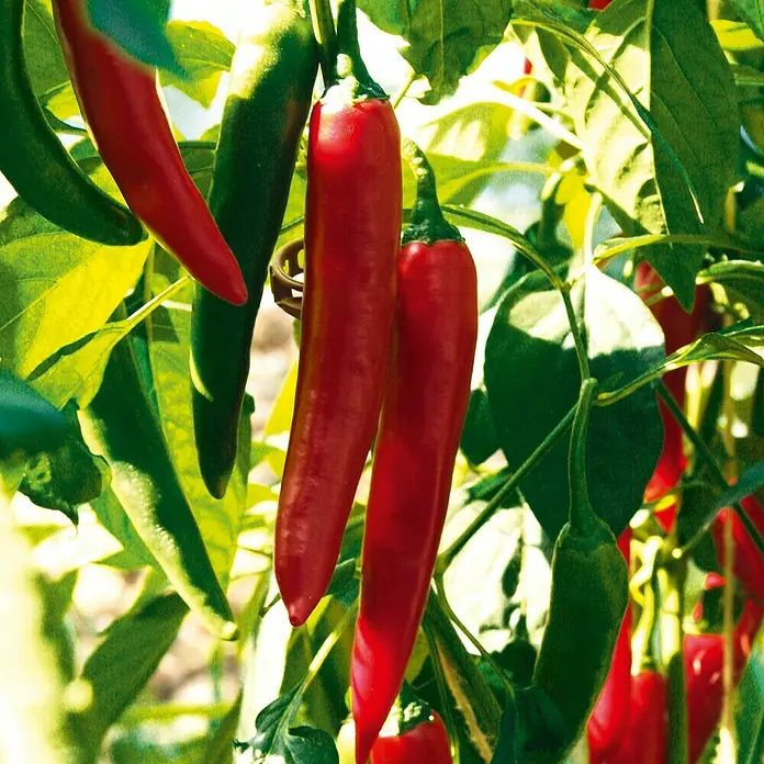 Piardino Bio Peperoni im Tontopf - Capsicum annuum 'Vectura Red', 12 cm, Erntezeit: August - Oktober - Detailaufnahme