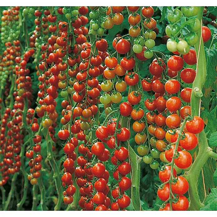 Piardino Cherrytomate - Lycopersicon esculentum 'Pepe', 12 cm, Erntezeit: Juli - Oktober - Detailaufnahme