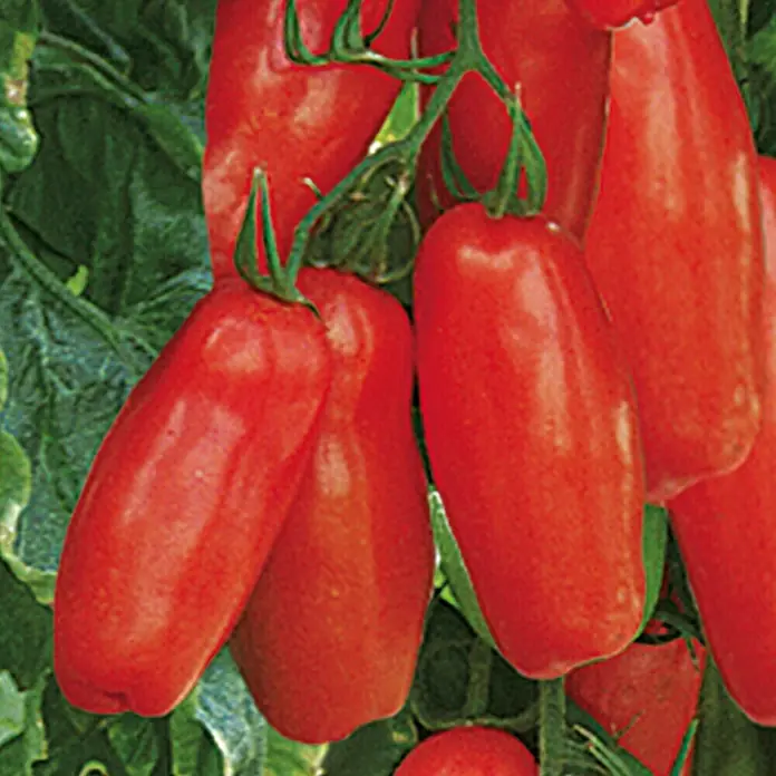 Piardino Bio Tomate im Tontopf - Solanum lycopersicum 'Tuma Red', 12 cm, Erntezeit: Juli - Oktober - Detailaufnahme