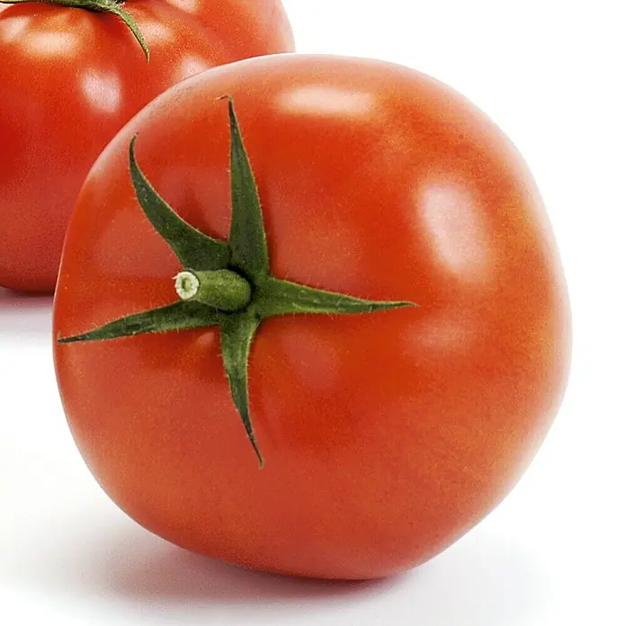 Piardino Bio Fleischtomate im Tontopf - Lycopersicon esculentum 'Imagine Maxi Red', 12 cm - Detailaufnahme