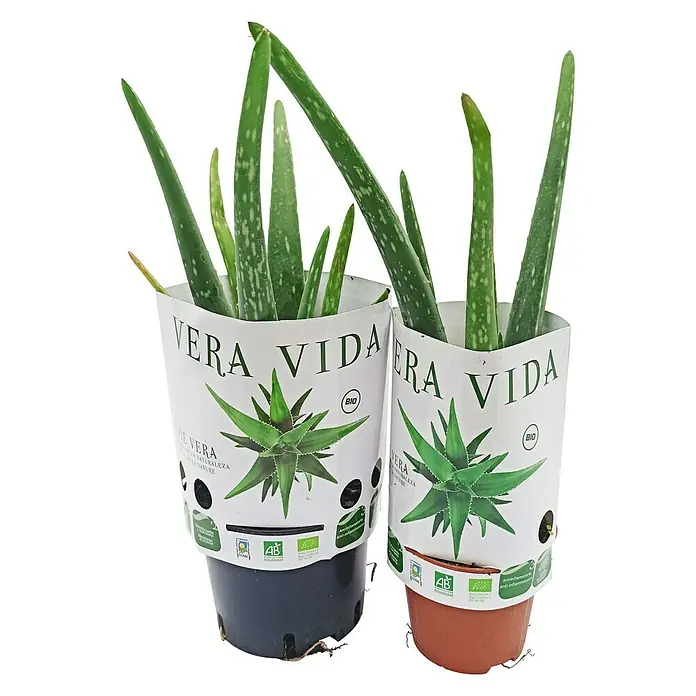Piardino Áloe - Aloe vera, Tamaño de maceta: 14 cm - Vista frontal