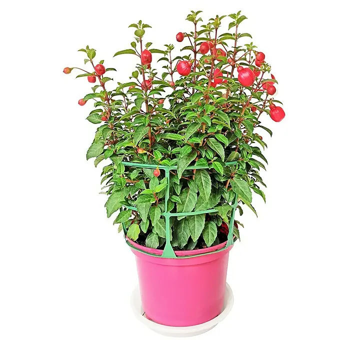 Fucsia - Fuchsia hybriden, Tamaño de maceta: 6 cm - Vista frontal