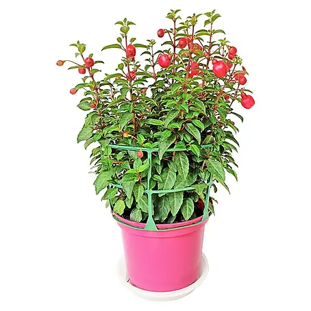 Piardino  Fucsia