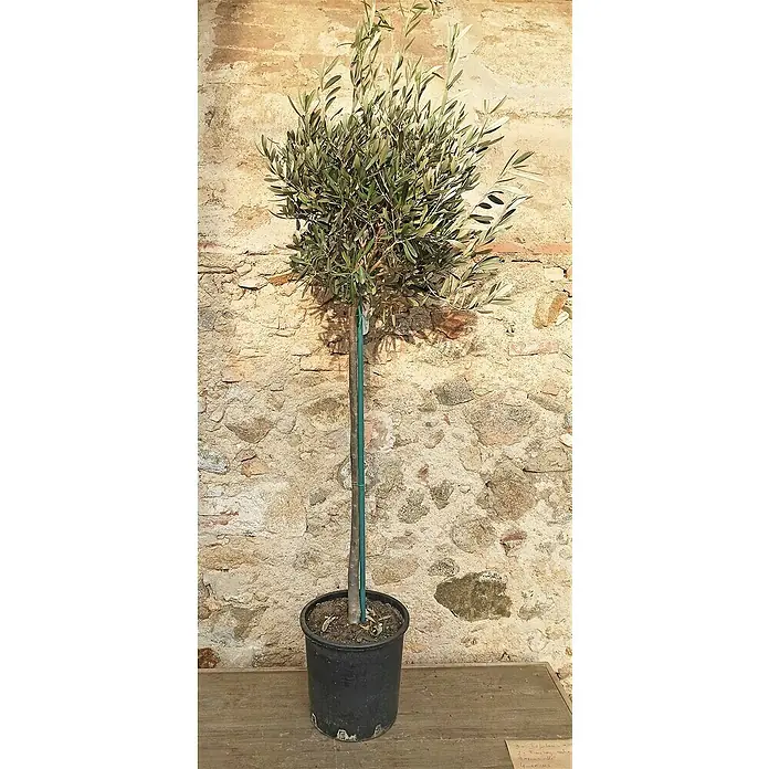 Piardino Olivenbaum - Olea europaea, Topfgröße: 24 cm - Stimmungsaufnahme
