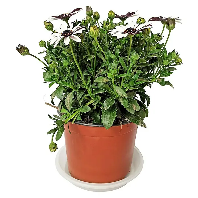 Piardino Osteospermum - Osteospermum Cape Daisy, Tamaño de maceta: 19 cm, En función de la variedad - Vista frontal