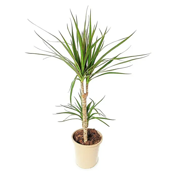 Piardino Drácena marginata - Tamaño de maceta: 15 cm, Verde - Vista frontal