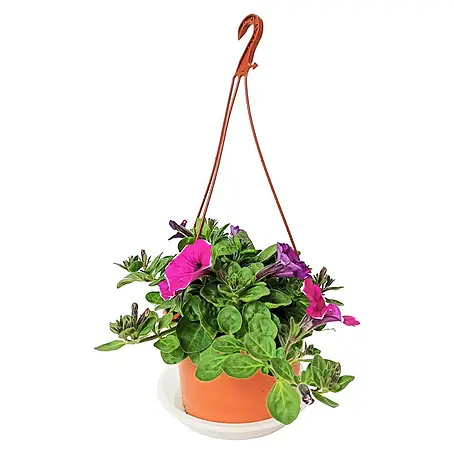 Petunia
