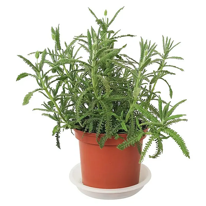 Piardino Lavanda - Lavandula dentata, Tamaño de maceta: 14 cm, Lila - Vista frontal
