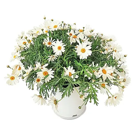 Argyranthemum