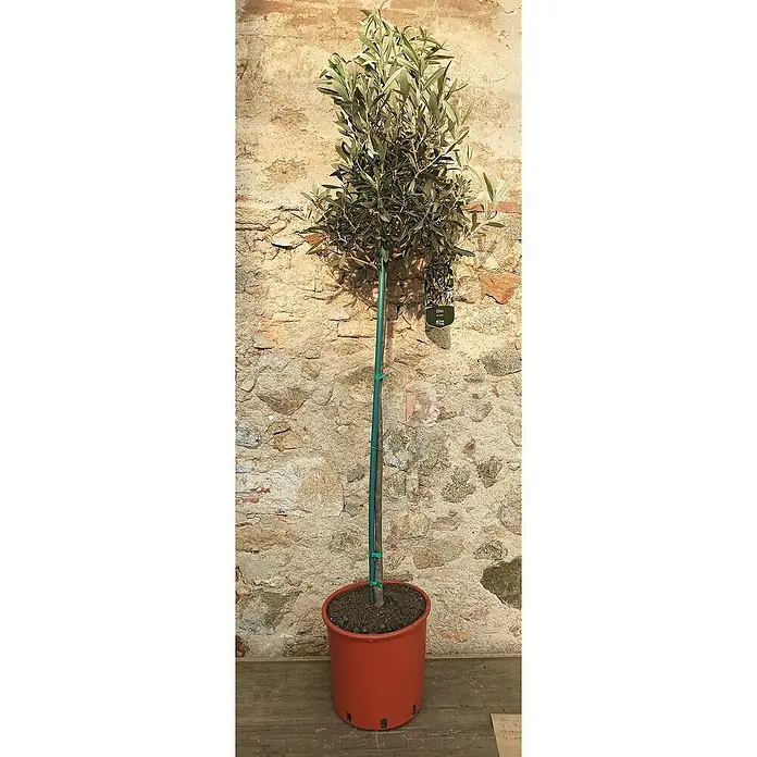 Olivo - Olea europaea, Tamaño de maceta: 22 cm - Foto ambiente