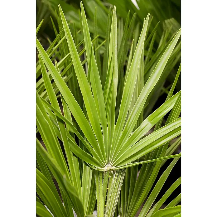 Piardino Zwergpalme - Chamaerops humilis, Topfvolumen: 30 l, Grau/Grün - Detailaufnahme