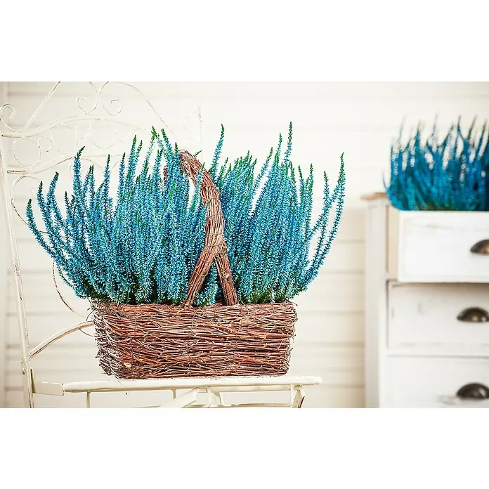 Besenheide gefärbt - Calluna vulgaris, Topfgröße: 10 cm, Sortenabhängig, Blau, Orange, Gelb, Lila - Stimmungsaufnahme