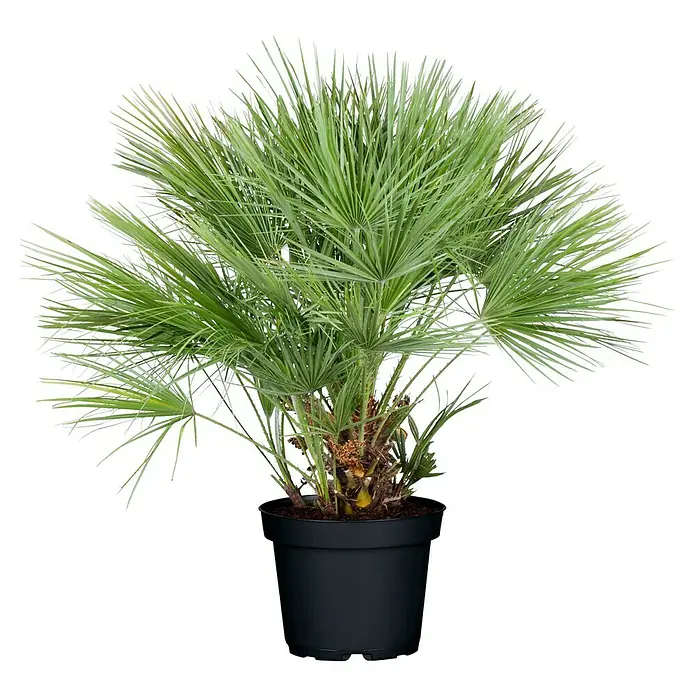 Piardino Zwergpalme - Chamaerops humilis, Topfvolumen: 30 l, Grau/Grün - Vorderansicht