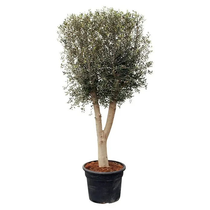 Piardino Olivenbaum - Olea europaea, Topfvolumen: 65 l - Vorderansicht